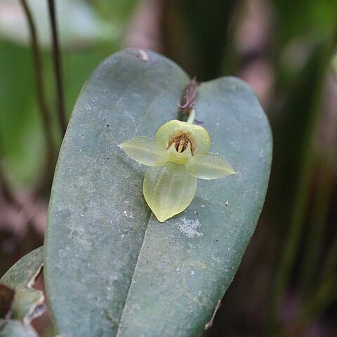 Pleurothallis epiglottis unspecified picture