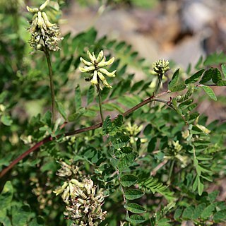 Astragalus schelichowii unspecified picture