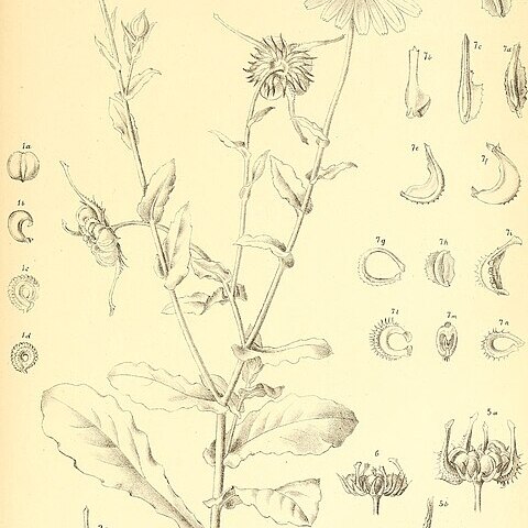 Calendula suffruticosa subsp. fulgida unspecified picture