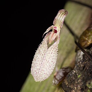 Bulbophyllum polliculosum unspecified picture