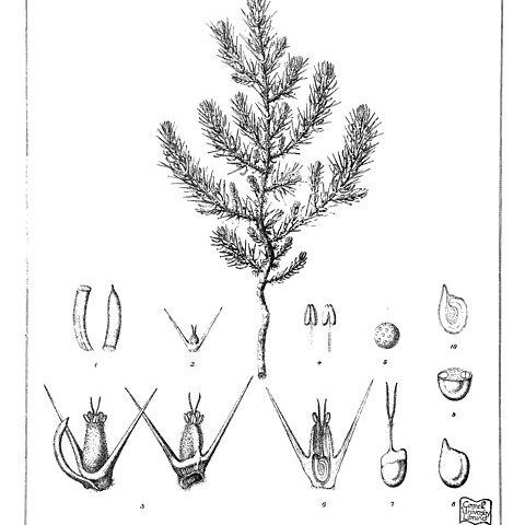 Sclerolaena bicuspis unspecified picture