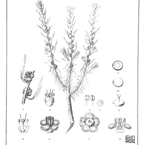 Sclerolaena fimbriolata unspecified picture