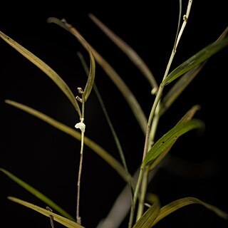 Dendrobium lamelluliferum unspecified picture