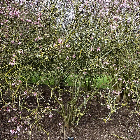 Viburnum grandiflorum unspecified picture