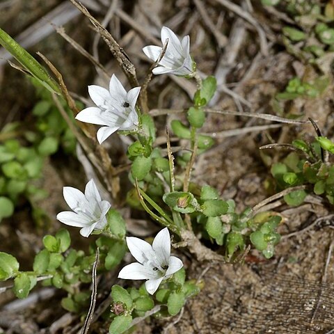 Wahlenbergia procumbens unspecified picture