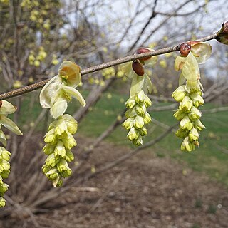 Corylopsis glandulifera unspecified picture