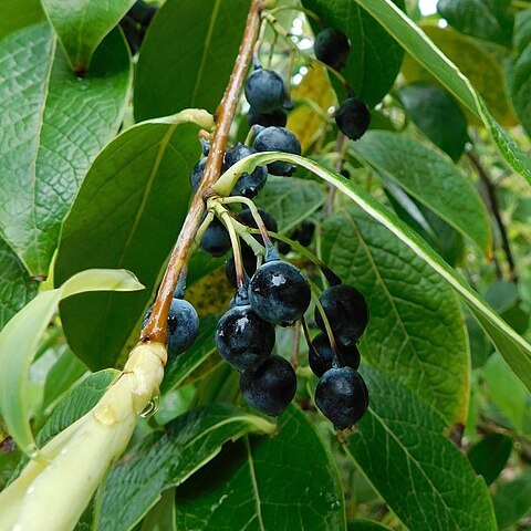 Vaccinium gaultheriifolium unspecified picture