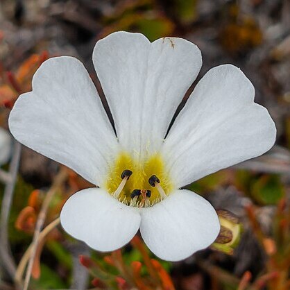 Ourisia caespitosa unspecified picture