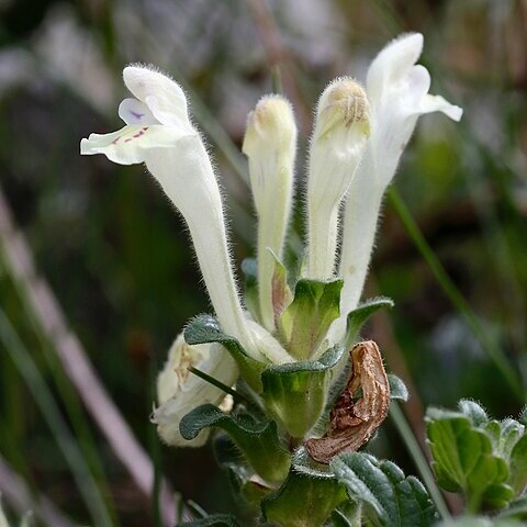 Scutellaria oligodonta unspecified picture