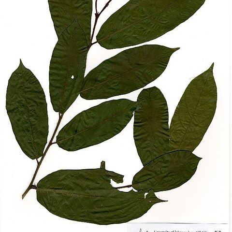 Pycnanthus angolensis unspecified picture