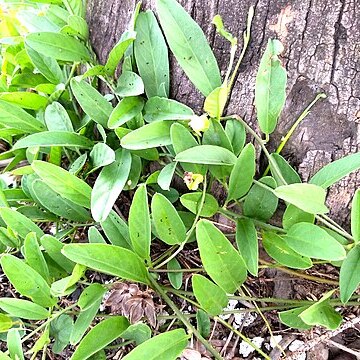 Aniseia martinicensis unspecified picture