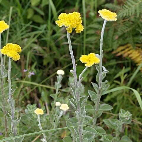 Helichrysum umbraculigerum unspecified picture