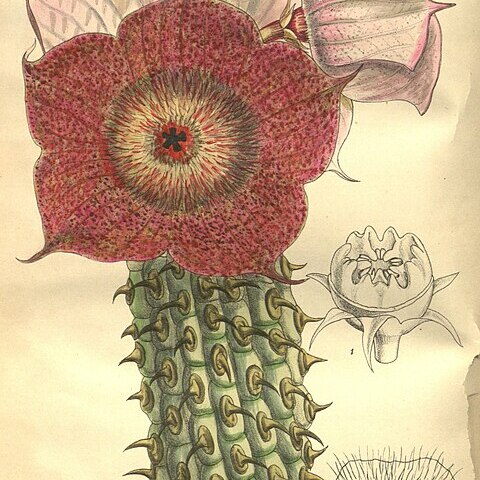 Hoodia currorii unspecified picture