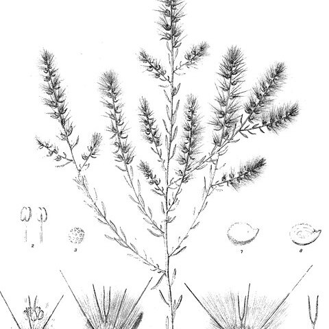 Sclerolaena eurotioides unspecified picture