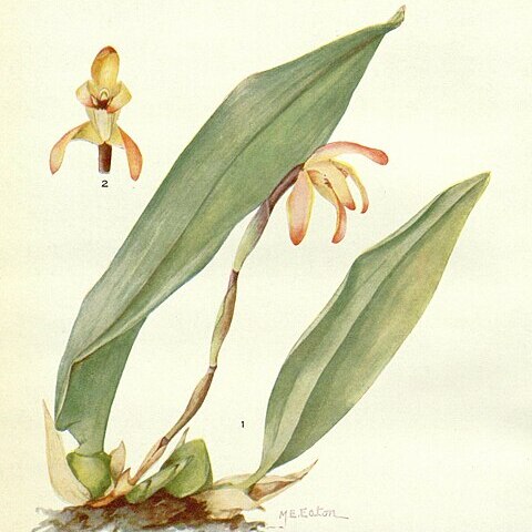 Maxillaria ringens unspecified picture