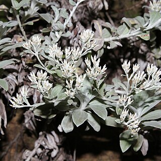 Helichrysum sutherlandii unspecified picture