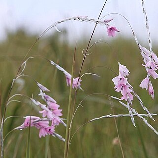 Dierama latifolium unspecified picture