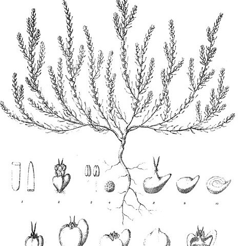 Osteocarpum salsuginosum unspecified picture