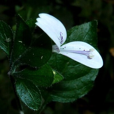 Hypoestes triflora unspecified picture