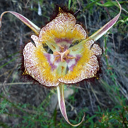 Calochortus fimbriatus unspecified picture