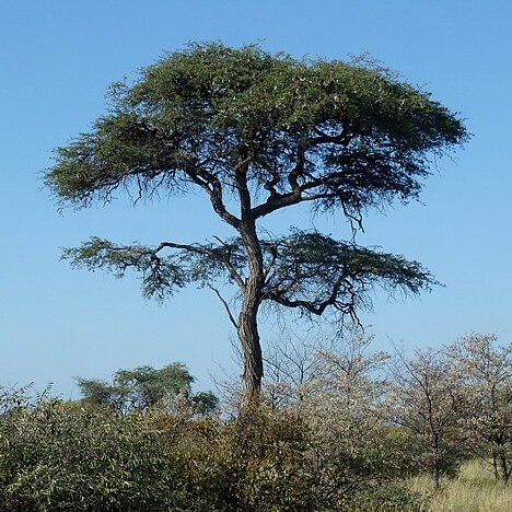 Vachellia erioloba unspecified picture