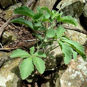 Cyphostemma lanigerum unspecified picture