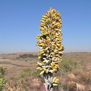 Kalanchoe thyrsiflora unspecified picture