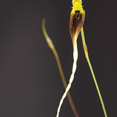 Bulbophyllum contortisepalum unspecified picture