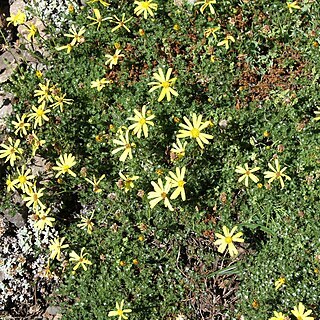 Senecio seminiveus unspecified picture