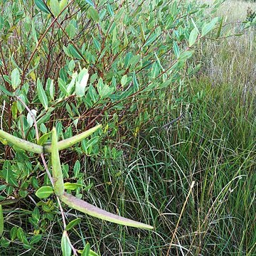 Cryptolepis oblongifolia unspecified picture