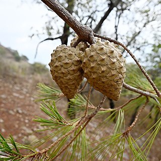 Pinus praetermissa unspecified picture