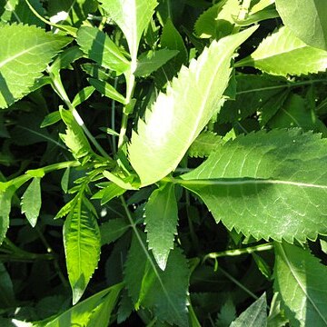 Cephalaria squamiflora unspecified picture