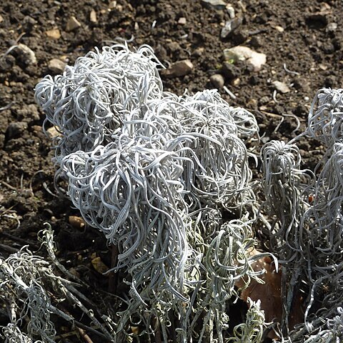 Onosma polyphylla unspecified picture