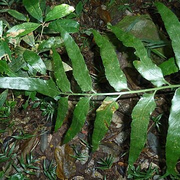 Asplenium anisophyllum unspecified picture