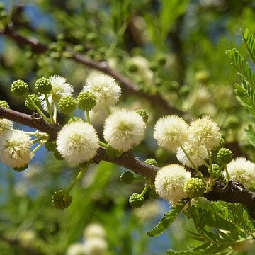 Vachellia robusta unspecified picture