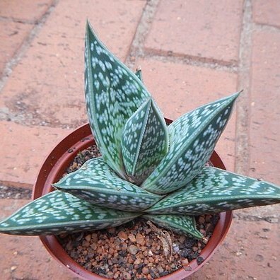 Gonialoe sladeniana unspecified picture