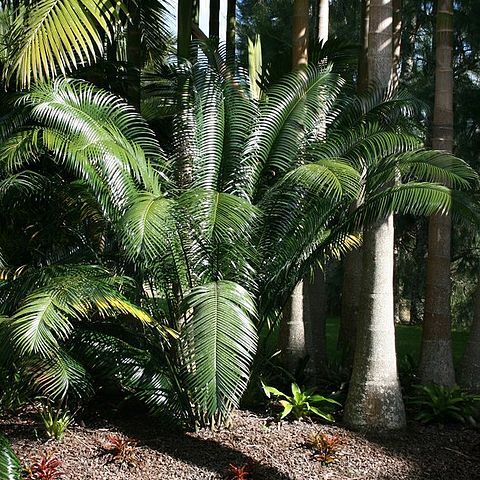 Lepidozamia unspecified picture