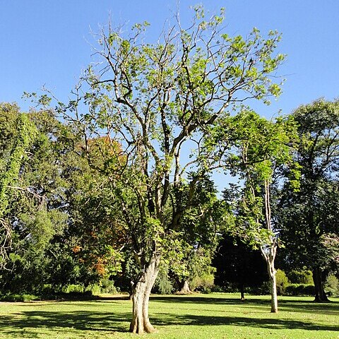 Casearia gladiiformis unspecified picture