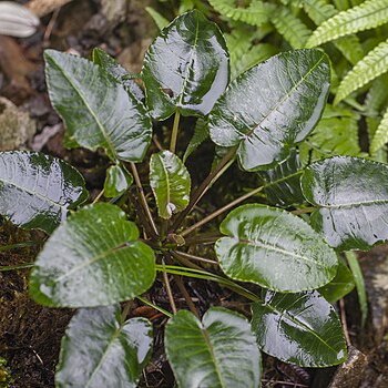 Cyanea asarifolia unspecified picture