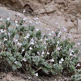 Scutellaria leptosiphon unspecified picture