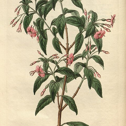 Fuchsia x bacillaris unspecified picture