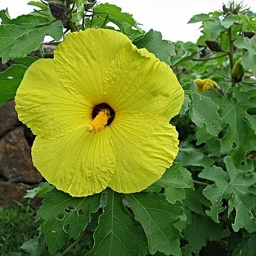 Hibiscus brackenridgei subsp. molokaianus unspecified picture