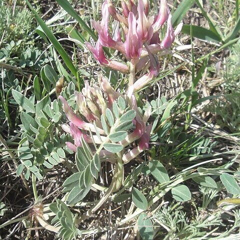 Astragalus brachycarpus unspecified picture