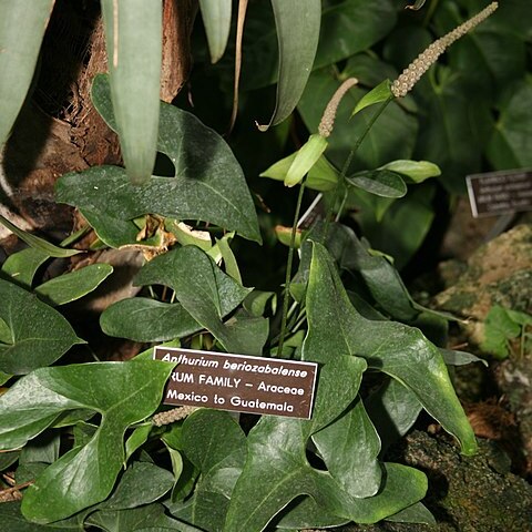 Anthurium berriozabalense unspecified picture