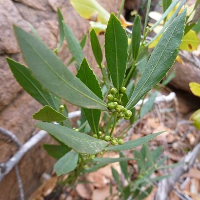 Salacia rehmannii unspecified picture