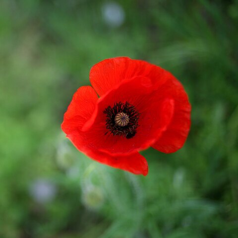 Papaver unspecified picture