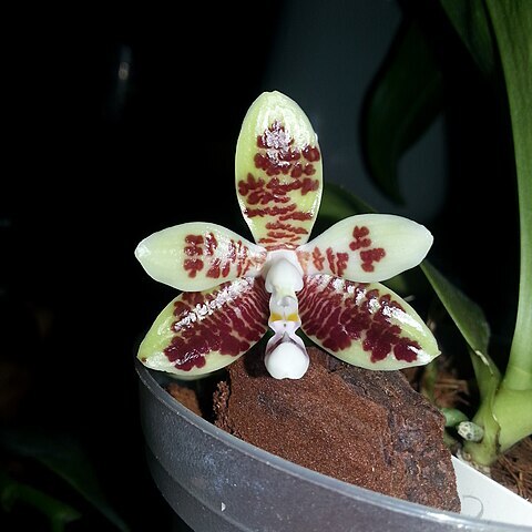 Phalaenopsis inscriptiosinensis unspecified picture