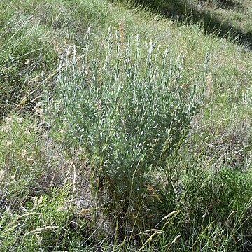 Artemisia tridentata subsp. vaseyana unspecified picture