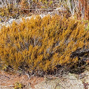 Dracophyllum uniflorum unspecified picture