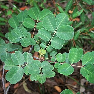 Sclerocarya birrea subsp. caffra unspecified picture